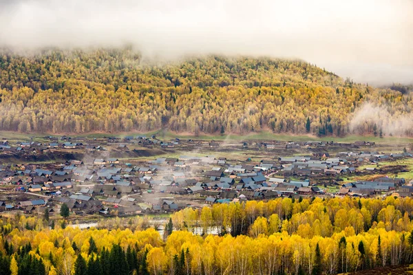 新疆 Hemu 村白樺の森秋の風景 — ストック写真
