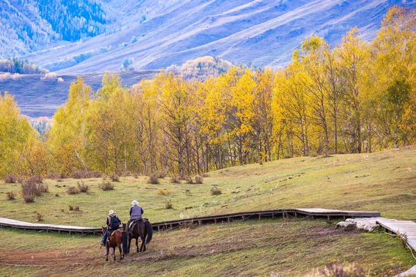 Xinjiang Hemu Village floresta de bétula paisagem de outono Fotos De Bancos De Imagens