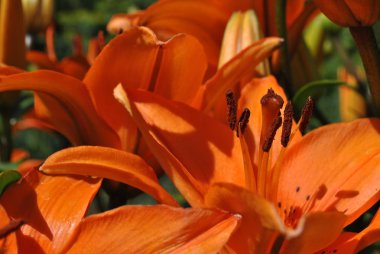 Portakalın kapağı Lily 'nin taç yapraklarını gösteriyor. Merkezde açıkça görülebilen erkek organlar ve erkek organlar var. Bir taç yaprağında çizim temsil edilir..