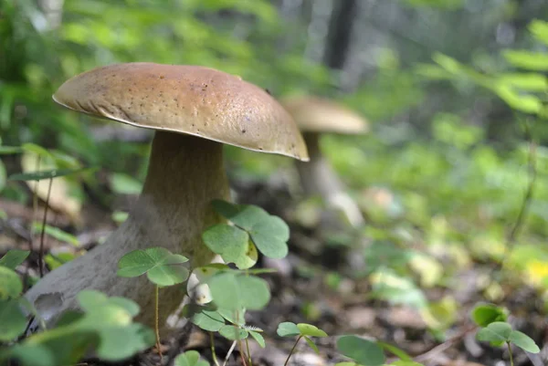 Feche Cogumelo Fungo Branco Cresce Ambiente Uma Pequena Erva Verde — Fotografia de Stock