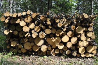 Ağaç gövdeleri hasat ediyorum. Ağaçlar testereyle kesildikten sonra birbirinin üstüne yatar. Ağaç gövdeleri güneş ışığıyla aydınlatılır..