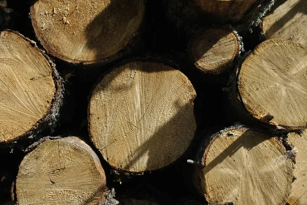 Close-up of tree trunks. The trunks of the trees are illuminated by the sun. Trees lie on top of each other after sawing. The trunks of the trees lie on the workpiece.