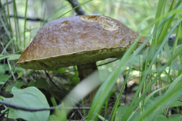 蘑菇特写镜头 蘑菇帽被昆虫吃掉了 这种真菌在草丛中生长 — 图库照片