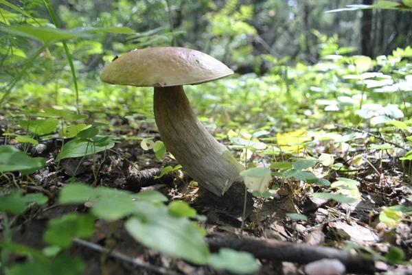 Vit Svamp Närbild Svampen Växer Omgiven Lövverk Gräs Kottar Och — Stockfoto