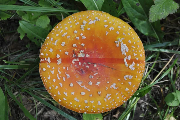 Närbild Fluga Agarisk Hatt Mössan Täckt Med Vita Prickar Flugagaric — Stockfoto