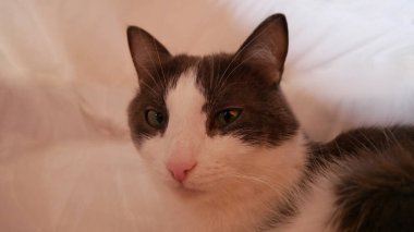 Kedi beyaz bir arka planda kameraya bakar. Olanların yansıması olan gözlerde. Beyaz ve gri kedi yakın plan.