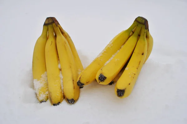 Plátanos Nieve Los Plátanos Están Cubiertos Nieve Plátanos Amarillos Cerca Imagen de stock