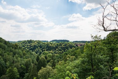 Orman manzara mavi gökyüzü ile