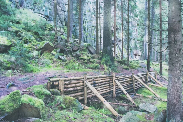 Pause hivernale dans la forêt — Photo