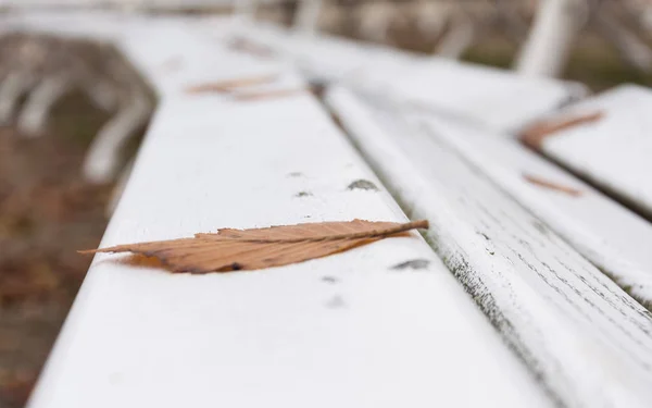 Foliage on a wooden bench — Stock Photo, Image