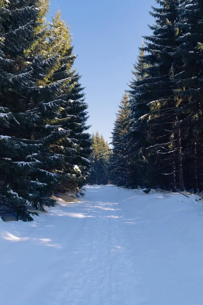 Sentiero attraverso una foresta di conifere in inverno — Foto Stock