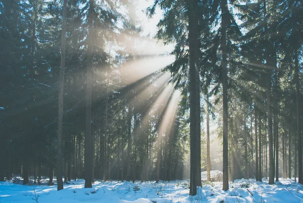 Sun rays in the winter forest — Stock Photo, Image