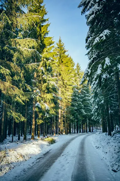 Coniferous forest in winter — Stock Photo, Image