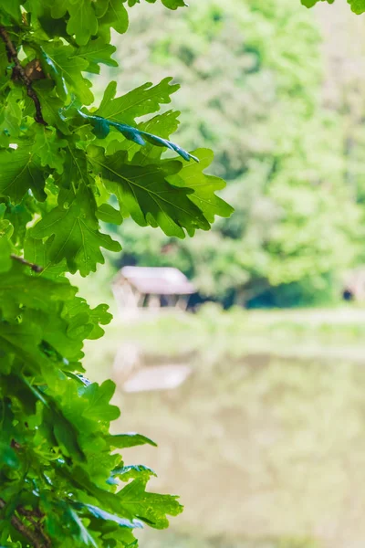 Hojas de roble con vistas al lugar de descanso —  Fotos de Stock