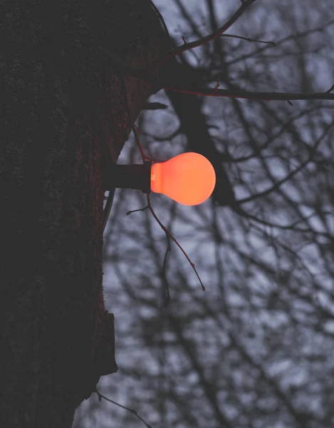 Light bulb on tree — Stock Photo, Image