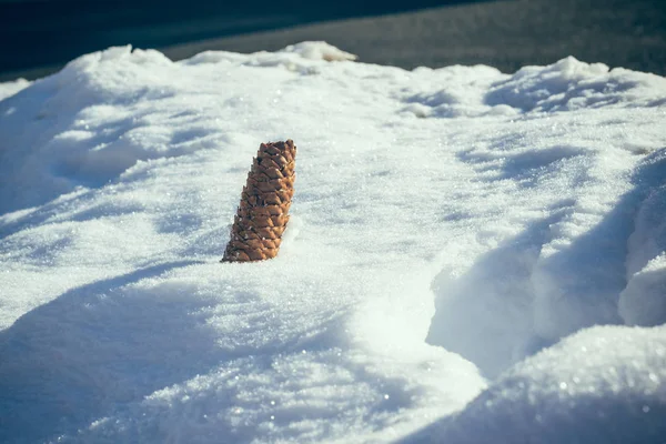 Κώνο πεύκου στο χιόνι — Φωτογραφία Αρχείου