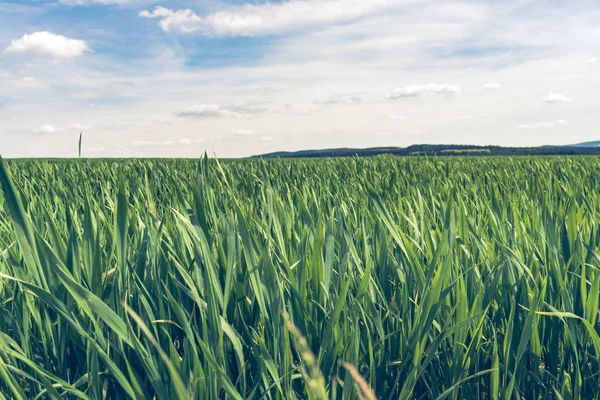 Immature maize field — Stock Photo, Image