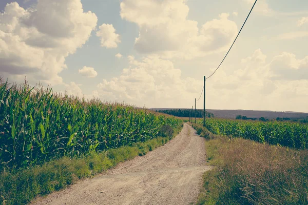 Campo di grano in look vintage — Foto Stock