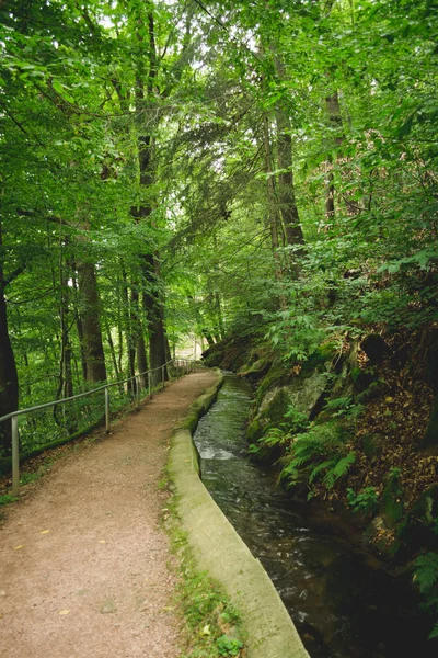 Sentiero forestale con ruscello — Foto Stock