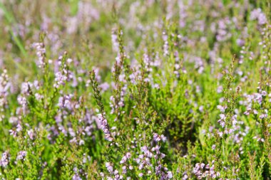 Mor çiçekler ile çiçeklenme çayır