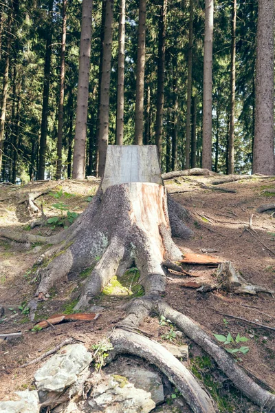 Chaise faite d'un tronc d'arbre — Photo