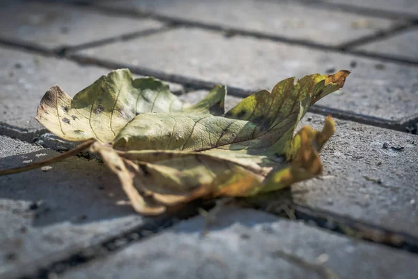 단풍잎 은가 을 — 스톡 사진