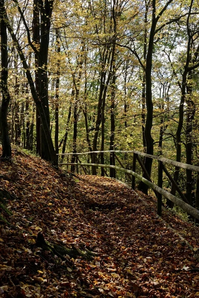 Sentiero escursionistico nella foresta autunnale — Foto Stock