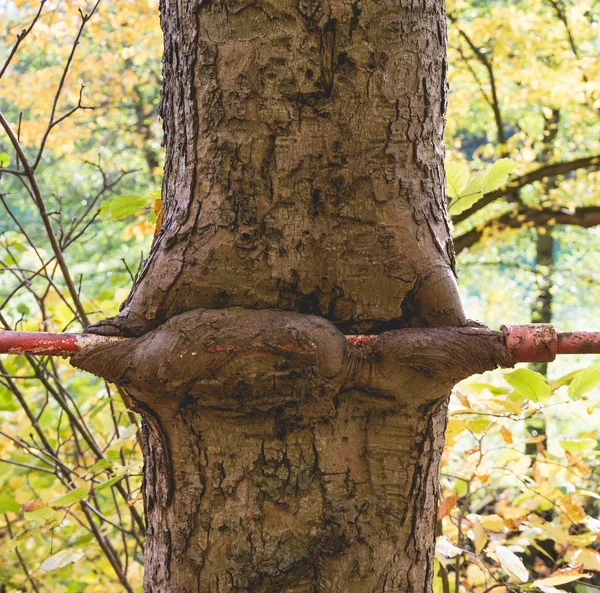 Staré kovové tyče zalité kmen stromu — Stock fotografie