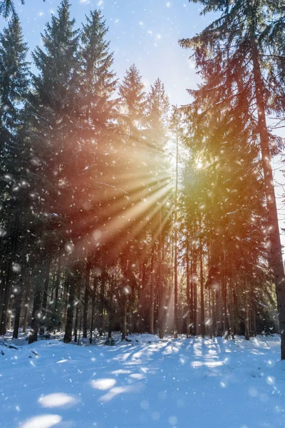 Χειμερινό τοπίο με ηλιοφάνεια και χιόνι που υπάγονται — Φωτογραφία Αρχείου
