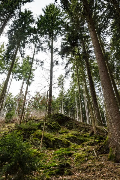 Rocce verdi muschiate e radici in una pineta — Foto Stock