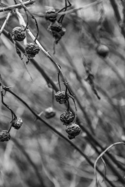 bir Bush eski çilek