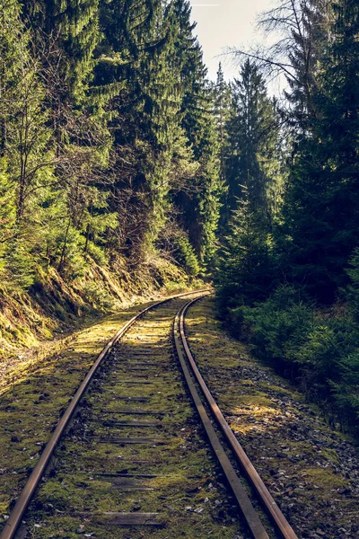 Железнодорожная трасса в лесу — стоковое фото