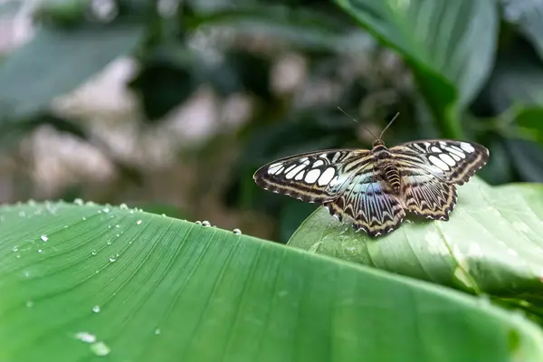 Schmetterling auf einem grünen Blatt — Stockfoto
