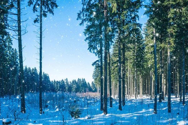 Winter forest with snow in february — Stock Photo, Image