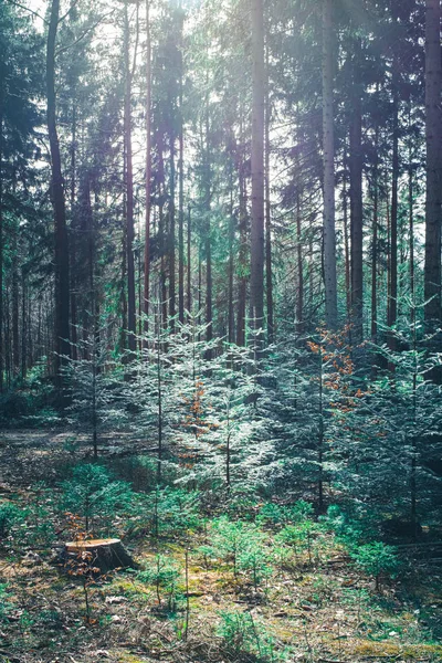 Una foresta di conifere in primavera — Foto Stock