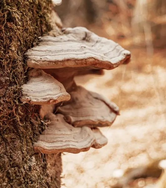 Pilze auf einem Baumstamm — Stockfoto