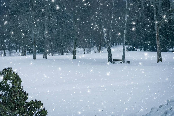 木のベンチがある森の冬の風景 — ストック写真