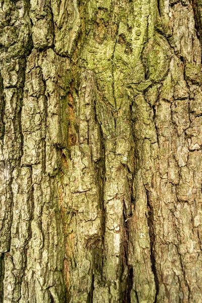 Corteza de árbol en primer plano en primavera —  Fotos de Stock