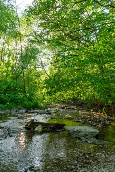 Un ruscello di foresta in estate con rocce — Foto Stock