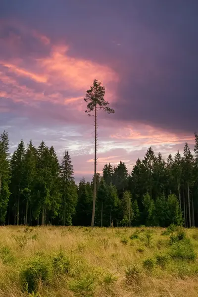 Un singur ac înalt într-o pădure — Fotografie, imagine de stoc