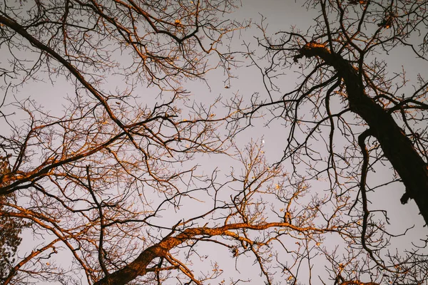 Árboles desnudos en otoño con vista desde abajo — Foto de Stock