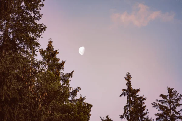 Forêt d'aiguilles dans la lumière du soir et une lune — Photo