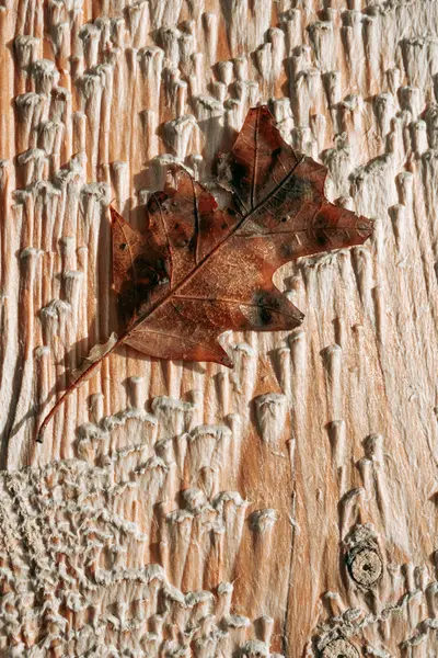 A single oak leaf on a wooden board — 스톡 사진