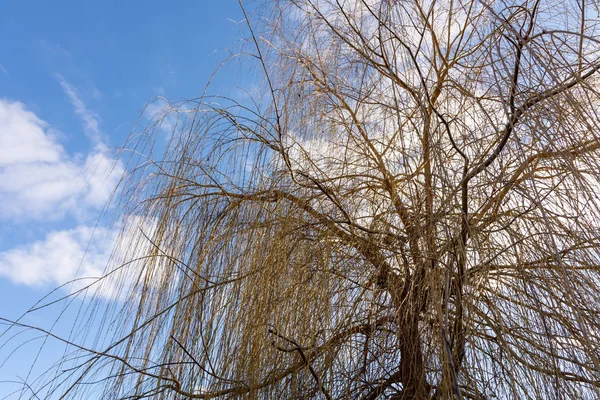 Плачущая ива зимой с видом снизу — стоковое фото