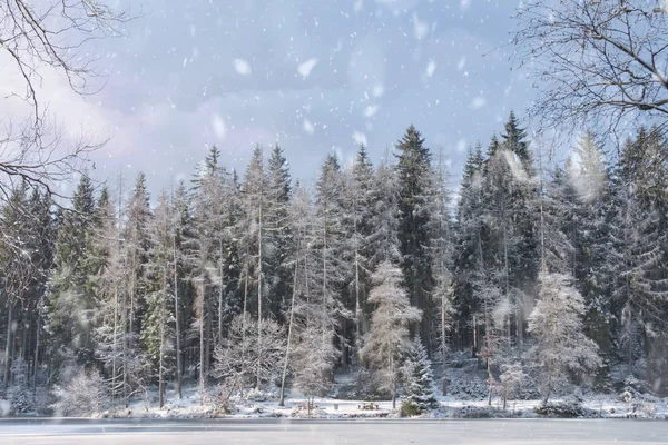 Una foresta di aghi con nevicate — Foto Stock