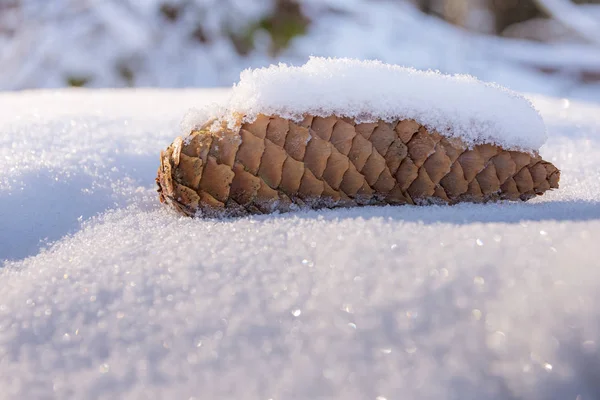 Een bruine kegel in de winter met sneeuw — Stockfoto