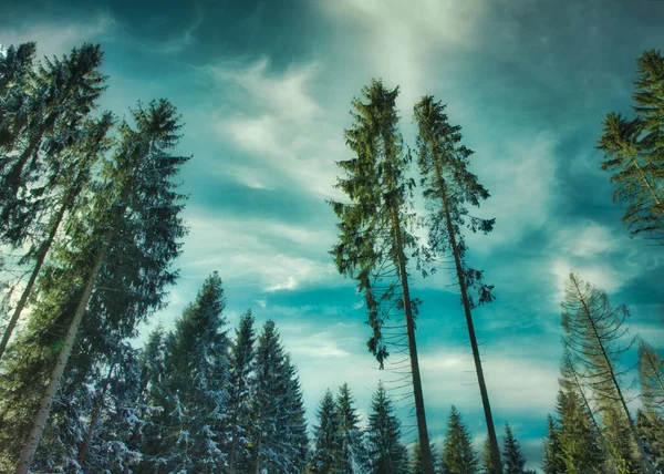 A needle forest in winter with blue cloud sky — 스톡 사진