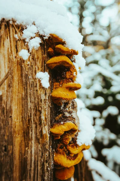 Um tronco de árvore com cogumelos de árvore no inverno — Fotografia de Stock