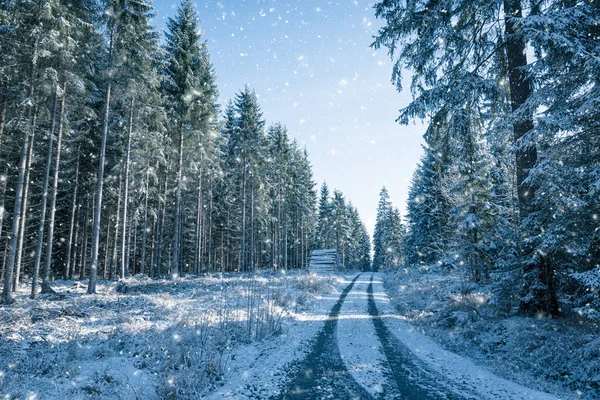 A road through a needle forest in winter — Stock Photo, Image