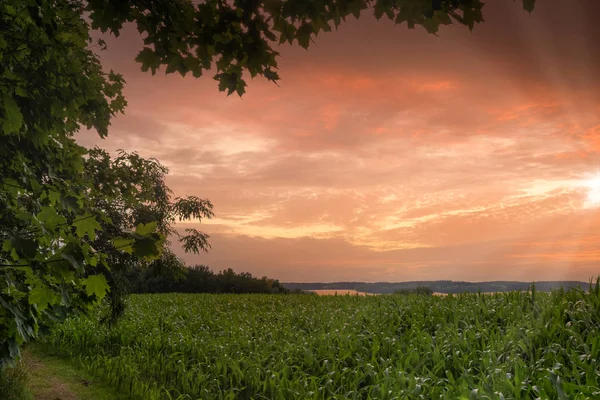Un câmp de porumb verde în timpul verii în apusul soarelui — Fotografie, imagine de stoc